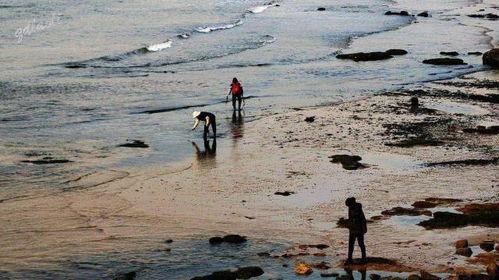 我在古代赶海忙透视群鱼心不慌,探寻古代赶海者的智慧与宁静